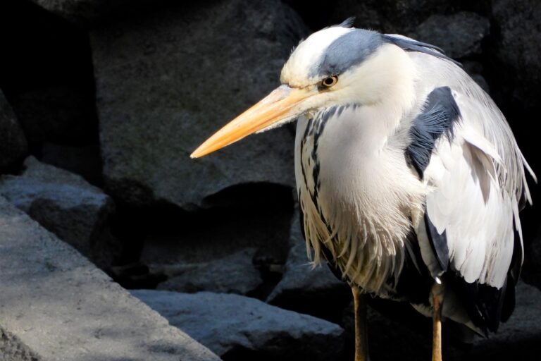＜ぼく・わたし達の取り組み＞葛西臨海公園／鳥類園