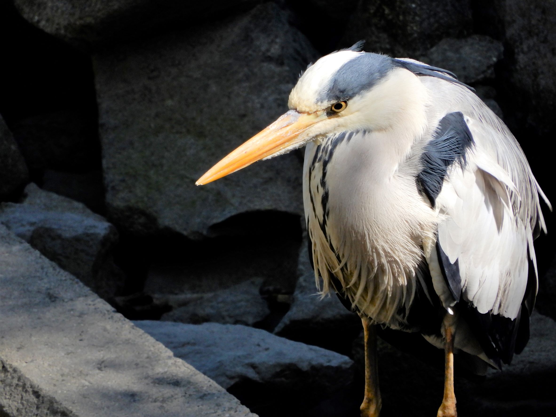 裏3&裏4_上 (1) <ぼく・わたし達の取り組み>葛西臨海公園/鳥類園