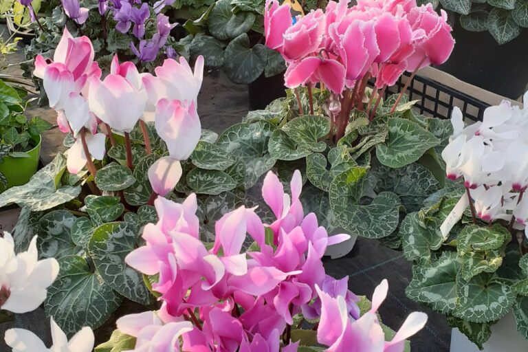 ＜ぼく・わたし達の取り組み＞フラワーガーデンマリコ